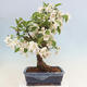 Outdoor bonsai - Malus halliana - Small-fruited apple tree - 3/7