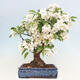 Outdoor bonsai - Malus halliana - Small-fruited apple tree - 3/7