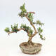 Room bonsai - Buxus harlandii - cork buxus - 3/6
