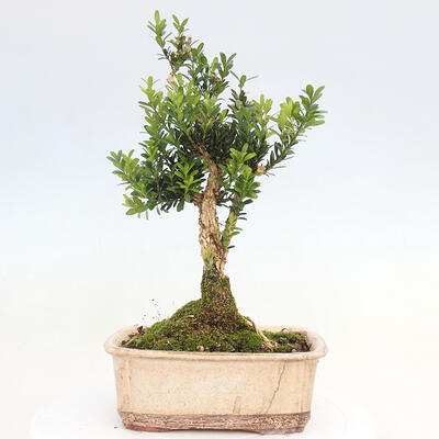 Room bonsai - Buxus harlandii - cork buxus - 3