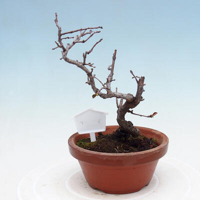 Outdoor bonsai - Chaneomeles chinensis - Chinese Quince - 3