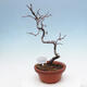 Outdoor bonsai - Chaneomeles chinensis - Chinese Quince - 3/4