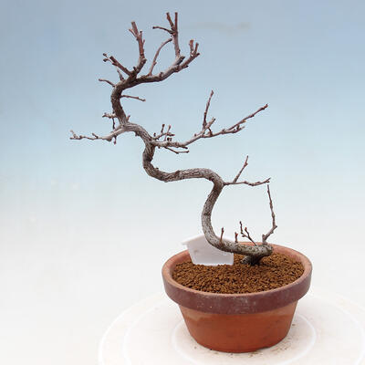 Outdoor bonsai - Chaneomeles chinensis - Chinese Quince - 3
