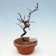 Outdoor bonsai - Chaneomeles chinensis - Chinese Quince - 3/4