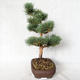 Outdoor bonsai - Pinus sylvestris Watereri - Scots pine VB2019-26848 - 3/4