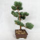 Outdoor bonsai - Pinus sylvestris Watereri - Scots pine VB2019-26852 - 3/4
