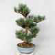 Outdoor bonsai - Pinus sylvestris Watereri - Scots pine VB2019-26859 - 3/4