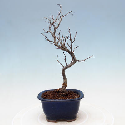 Outdoor bonsai - Photinia villosa - Photinia villosa - 3