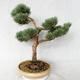 Outdoor bonsai - Pinus sylvestris Watereri - Scots pine VB2019-26868 - 3/4