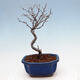 Outdoor bonsai - Photinia villosa - Photinia villosa - 3/5