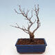 Outdoor bonsai - Photinia villosa - Photinia villosa - 3/5