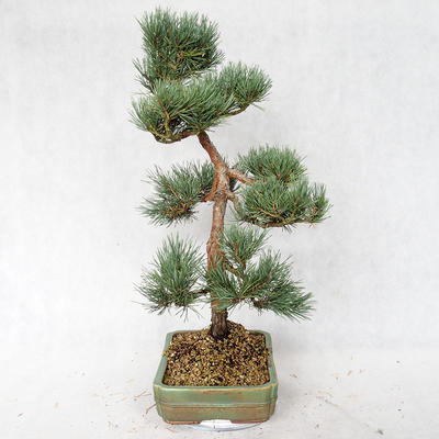 Outdoor bonsai - Pinus sylvestris Watereri - Scots pine VB2019-26877 - 3