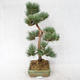 Outdoor bonsai - Pinus sylvestris Watereri - Scots pine VB2019-26877 - 3/4