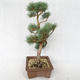 Outdoor bonsai - Pinus sylvestris Watereri - Scots pine VB2019-26878 - 3/4