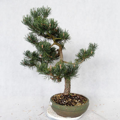 Outdoor bonsai - Pinus Mugo - Pine kneel VB2019-26886 - 3