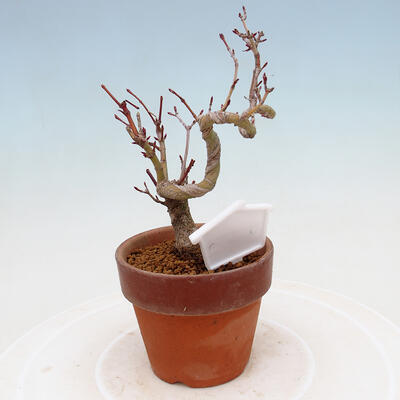 Outdoor bonsai Acer palmatum - Maple palm - 3
