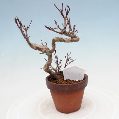 Outdoor bonsai Acer palmatum - Maple palm - 3