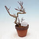 Outdoor bonsai Acer palmatum - Maple palm - 3/4