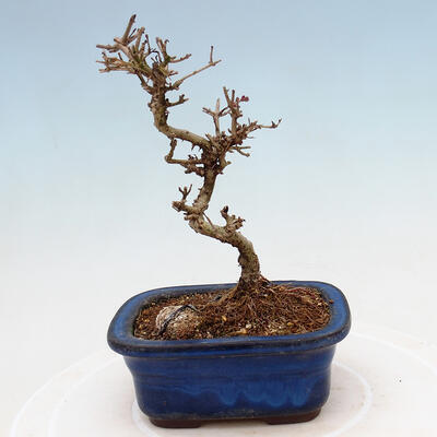Outdoor bonsai - Ligustrum obtusifolium - Dull-leaved bird's-bill - 3