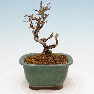 Outdoor bonsai - Ligustrum obtusifolium - Dull-leaved bird's-bill - 3