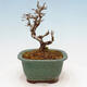 Outdoor bonsai - Ligustrum obtusifolium - Dull-leaved bird's-bill - 3/5