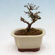 Outdoor bonsai - Ligustrum obtusifolium - Dull-leaved bird's-bill - 3/5