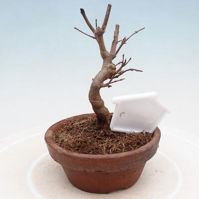 Outdoor bonsai - Maple Buergerianum - Maple Burger - 3