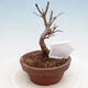 Outdoor bonsai - Maple Buergerianum - Maple Burger - 3/5