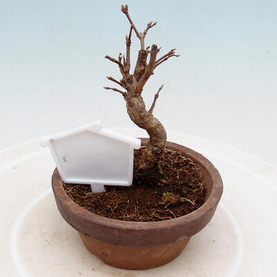 Outdoor bonsai - Maple Buergerianum - Maple Burger - 3