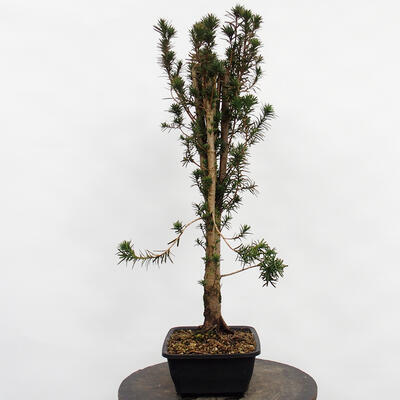 Outdoor bonsai - Taxus cuspidata - Japanese yew - 3