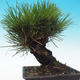 Outdoor bonsai - Pinus thunbergii corticosa - cork pine - 3/5