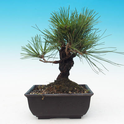 Outdoor bonsai - Pinus thunbergii corticosa - cork pine - 3