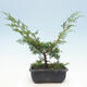 Outdoor bonsai - Juniperus chinensis Itoigawa-Chinese juniper - 3/4