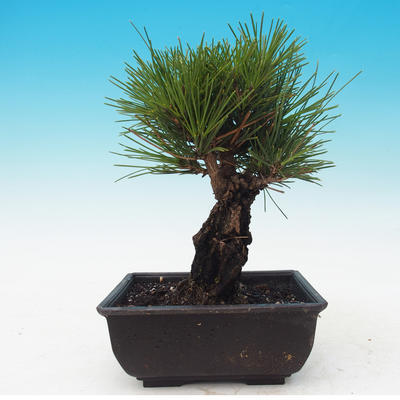 Outdoor bonsai - Pinus thunbergii corticosa - cork pine - 3