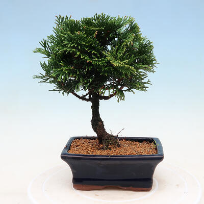 Outdoor bonsai - Cham.pis obtusa Nana Gracilis - Cypress - 3