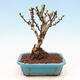 Outdoor bonsai - Berberis thunbergii Kobold - Dřištál Thunberg's - 3/4