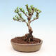 Outdoor bonsai - Berberis thunbergii Kobold - Dřištál Thunberg's - 3/4