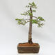 Outdoor bonsai - Larix decidua - Deciduous larch - 3/5