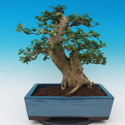 Room bonsai-PREMNA MICROPHYLLA Kozlovoň malolistá - 3