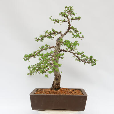 Outdoor bonsai - Larix decidua - Deciduous larch - 3