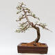 Outdoor bonsai - Larix decidua - Deciduous larch - 3/5