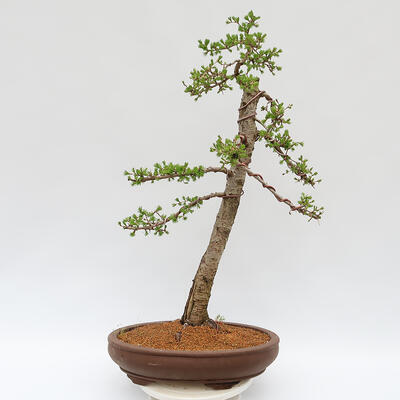 Outdoor bonsai - Larix decidua - Deciduous larch - PALLET TRANSPORT ONLY - 3