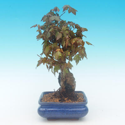 Shohin - Maple-Acer burgerianum on rock - 3