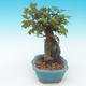 Shohin - Maple-Acer burgerianum on rock - 3/6