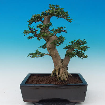Room bonsai-PREMNA MICROPHYLLA Kozlovoň malolistá - 3