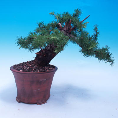Outdoor bonsai -Larix decidua - Larch deciduous - 3