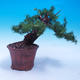 Outdoor bonsai -Larix decidua - Larch deciduous - 3/6