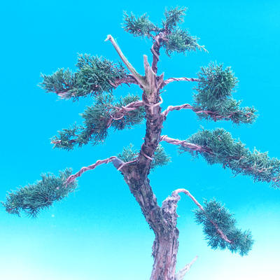 Outdoor bonsai Juniperus-chinenssis-Chinese juniper - 3