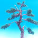 Outdoor bonsai Juniperus-chinenssis-Chinese juniper - 3/3
