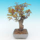 Shohin - Maple-Acer palmatum - 3/6